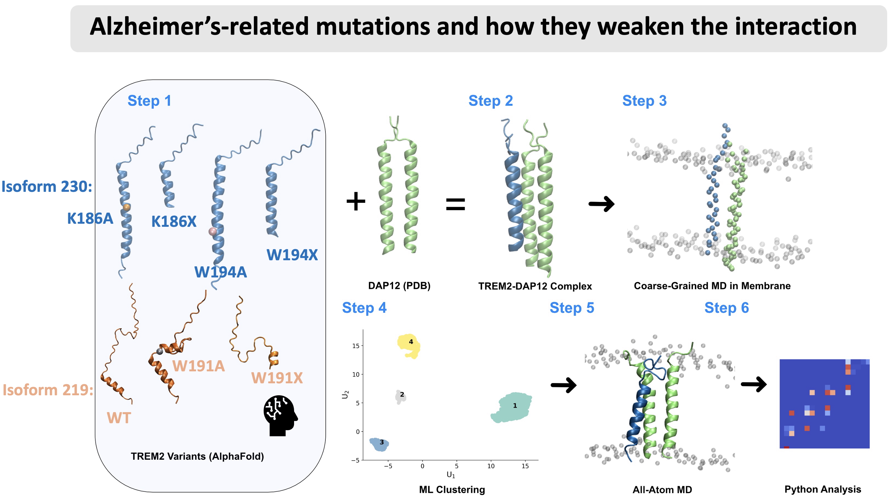 Molecular simulation figure from the TREM2–DAP12 mutation study